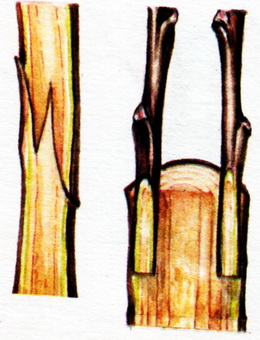 Сумісність камбія