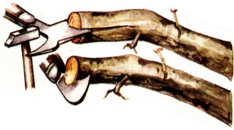 Підготовка підщепи